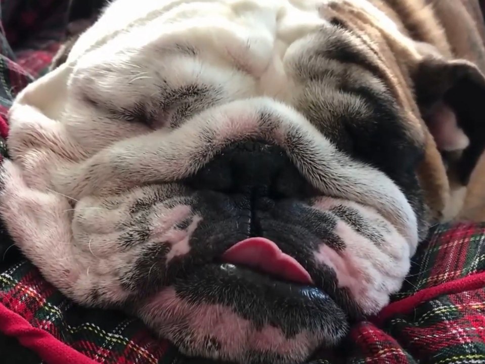 Wetten, dass du so einen träumenden 'Bohrer' noch nie gesehen hast?