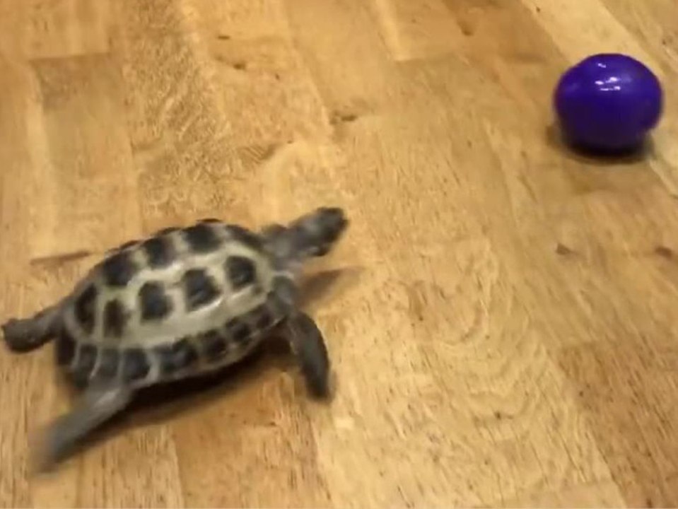 Diese Schildkröte geht ab wie Rakete