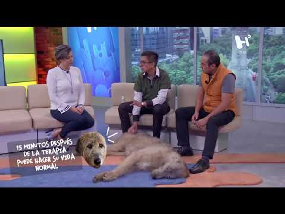 Heraldog por #ElHeraldoTV: Todo lo que quieres saber sobre tu perro y cómo educarlo.