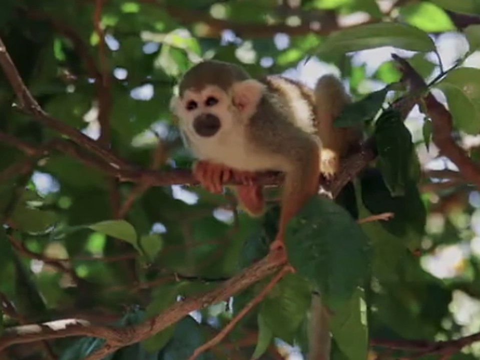 WWF schlägt Alarm: Tierbestände sinken drastisch!