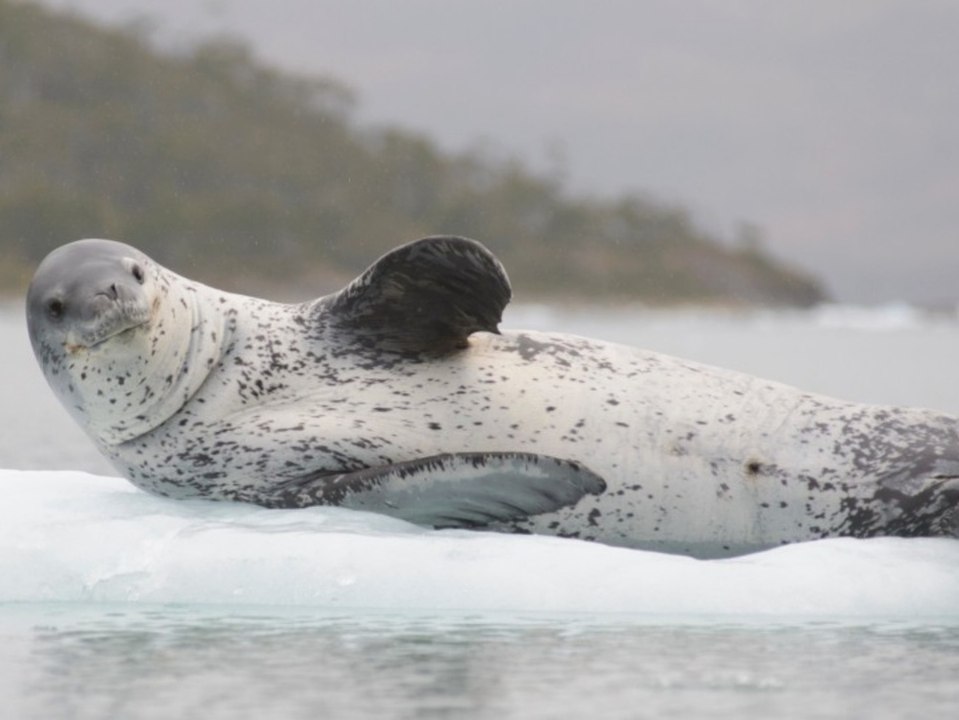 Unglaublich! usb-stick in seeleoparden-kot gefunden