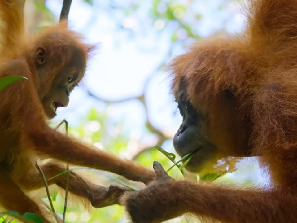 "unser planet" (ov): unglaubliche naturaufnahmen im super-bowl-trailer