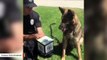 Watch: Dog Freaks Out Over A Jack-In-The-Box