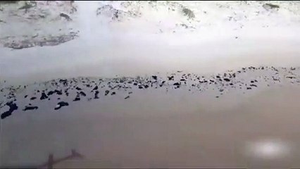 Llegan toneladas de petróleo a varias playas brasileñas