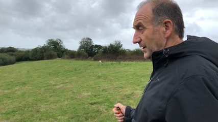 Le premier contact du chien auprès de génisses