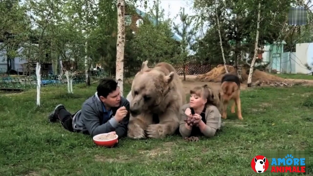 Coppia adotta un cucciolo di orso Oggi ha 23 anni ed è come un figlio