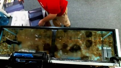 EPCAMR's Rainbow Trout Tank Placing the "Redd" Baskets 10/8/19