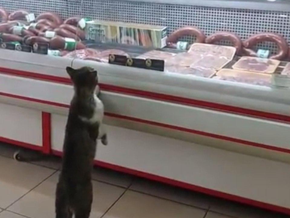 Wer braucht da schon Mäuse: Diese Katze hat einen Metzger