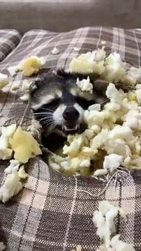Mischievous Pet Raccoon Burrows inside Couch