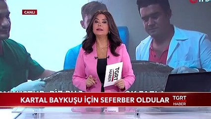 Veterinerler Avrasya Kartal Baykuşu İçin Seferber Oldu