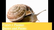 Você é um caracol mesmo, vive dentro de casa, quando sai gruda nos outros! [Frases e Poemas]