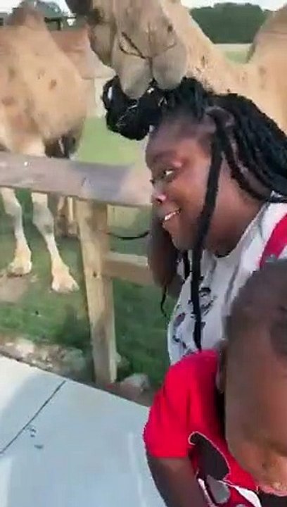 Ce chameau mâche les tresses africaines de cette touriste !