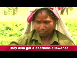 Bitter Brew for Tea Workers