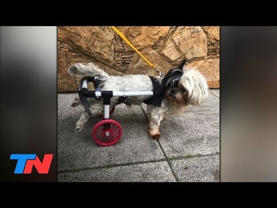 Es estudiante de ingeniería, realiza sillas de ruedas y prótesis 3D para perros
