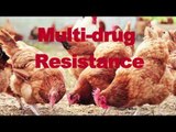 Drugged Chickens A Health Risk