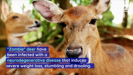 'Zombie' Deer Warning Is Issued for Nevada Hunters