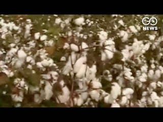 Monsanto Exits Cotton Seed Business