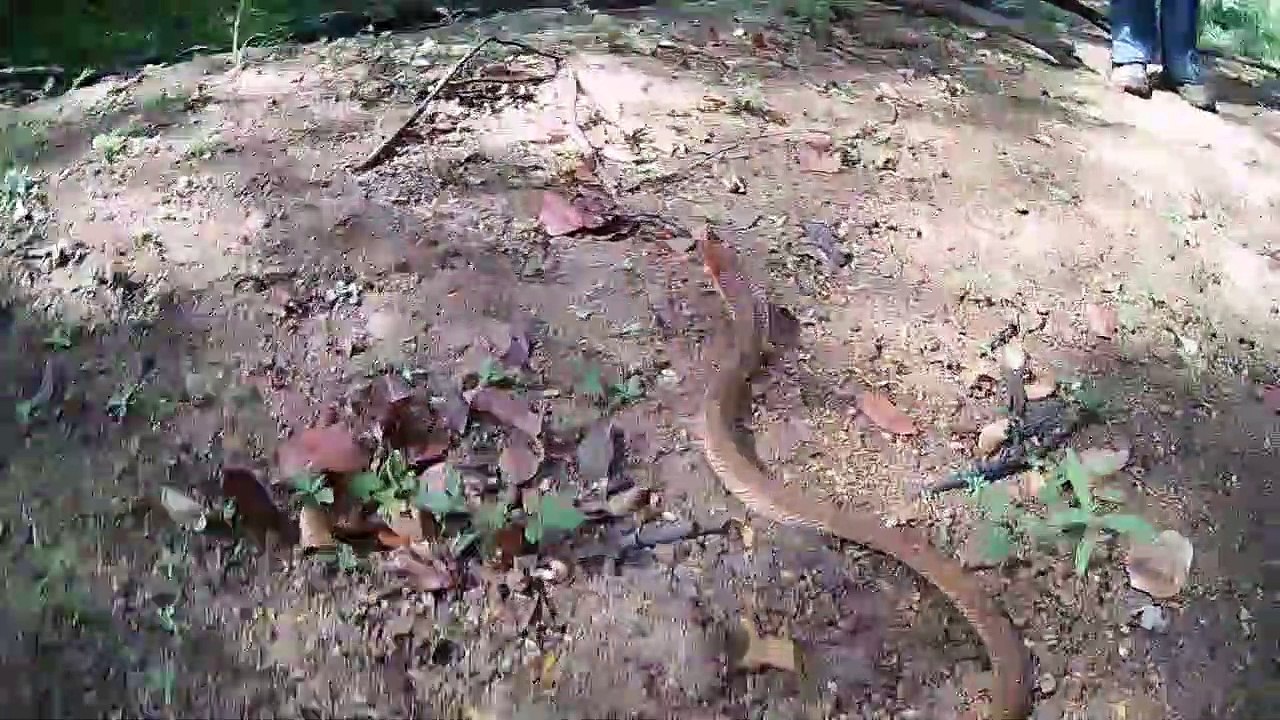 Ce petit serpent est très agressif... attention à la morsure