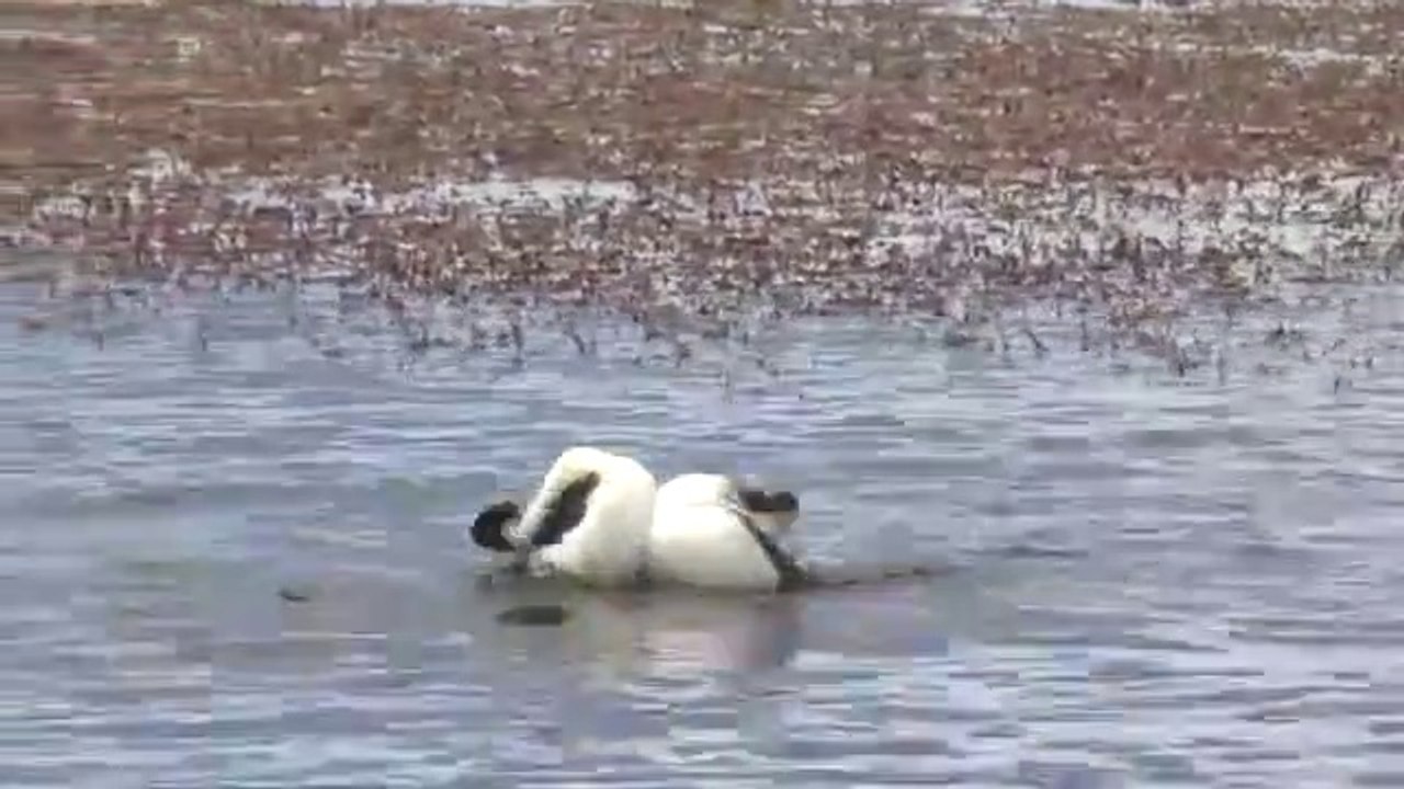 La parade nuptiale de la grebe mitré est vraiment incroyable... Bon danseur