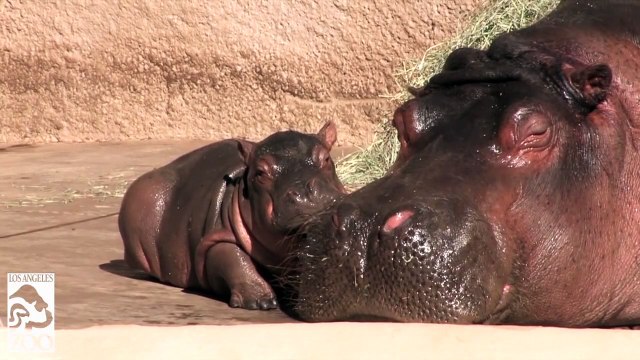 Ce bébé hippopotame a trouvé le coussin parfait pour dormir