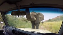 Un éléphant très curieux vient dire bonjour à des touristes