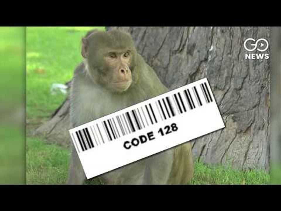 Monkey to get UID