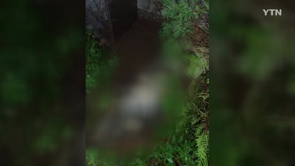 용인 주택가에 멧돼지 출현...인명피해 없어 / YTN