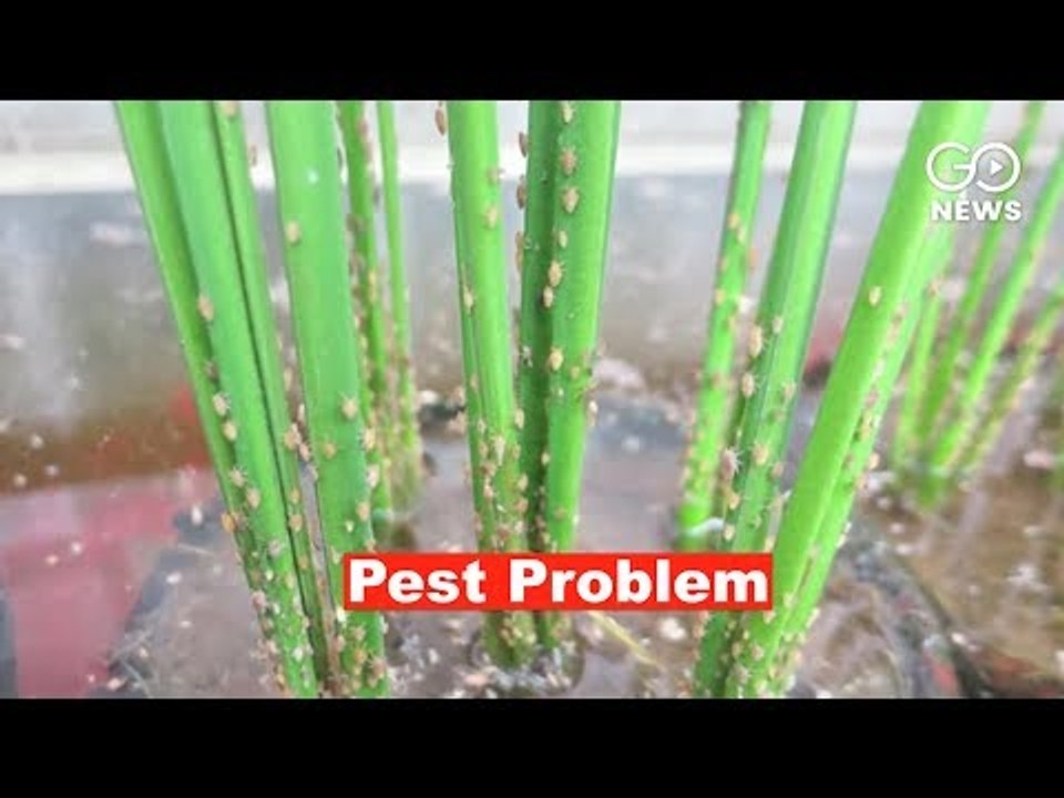 Odisha Farmer's Plight