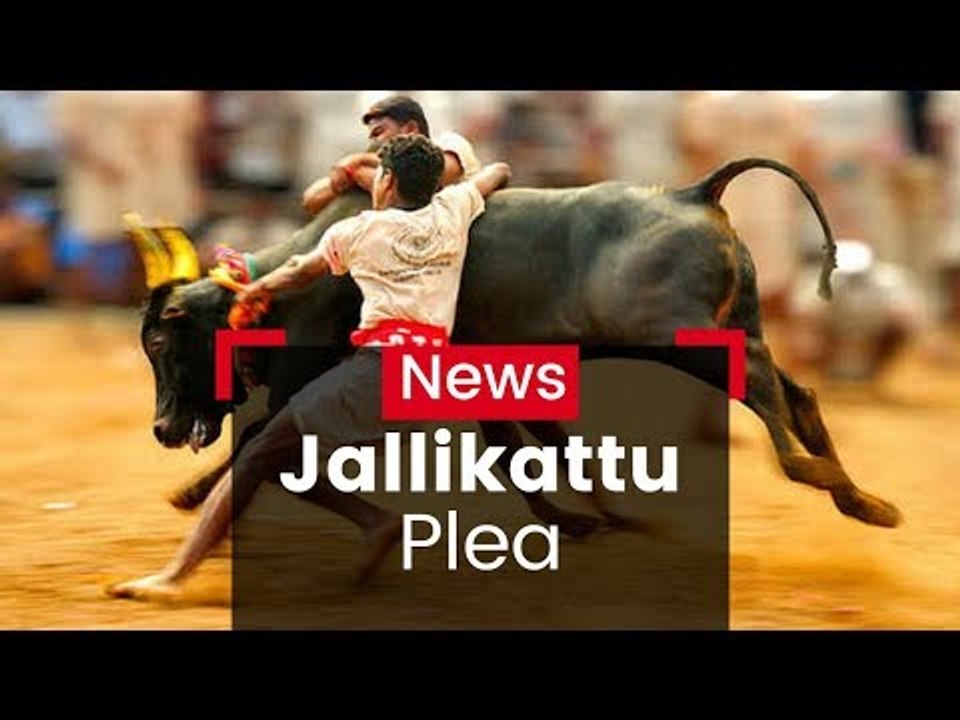 SC Refers Jallikattu To Bench