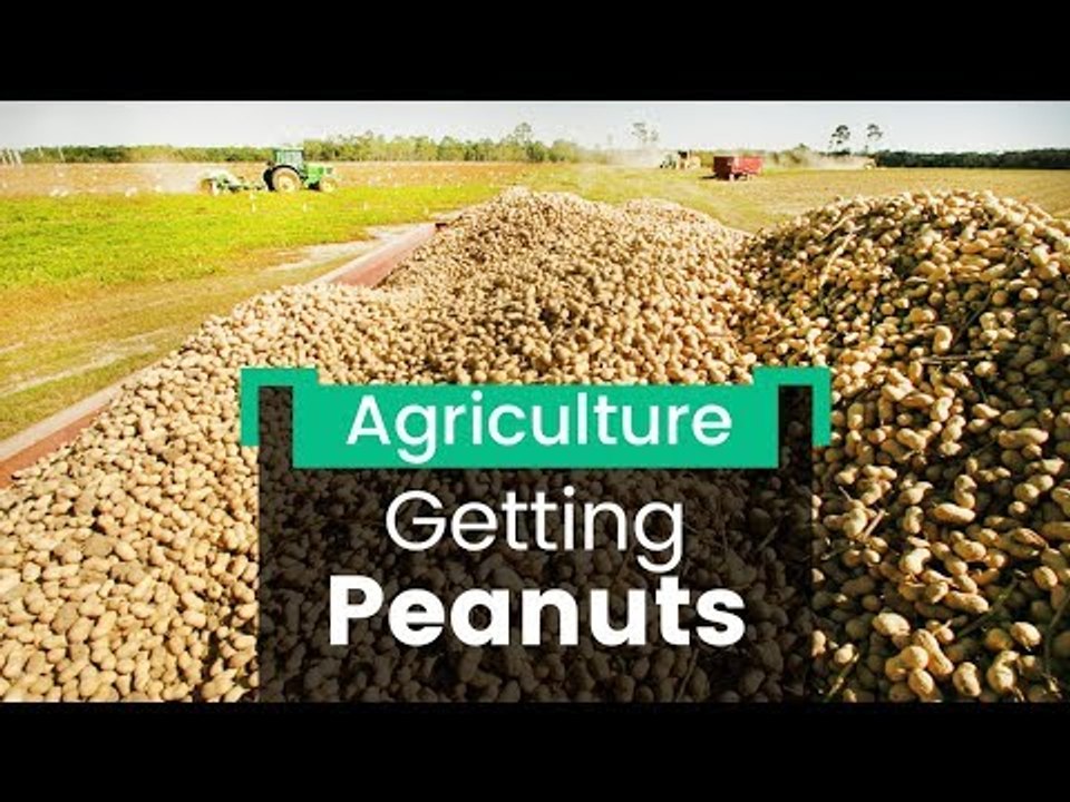 Groundnut Farmers In A Grind