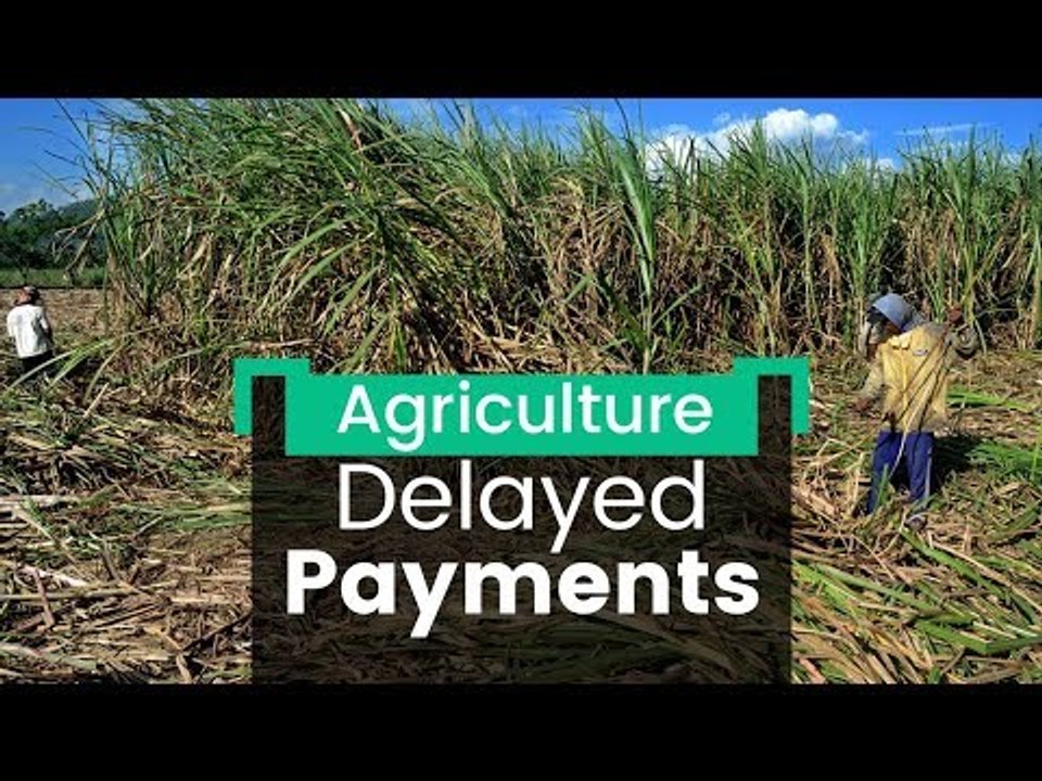 Bitterness Over Sugarcane