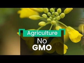 No-Go for GM Crops