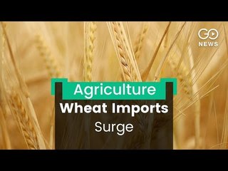 Wheat Production Takes Big Hit