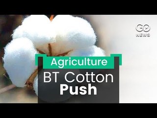 BT Cotton Lobby Push