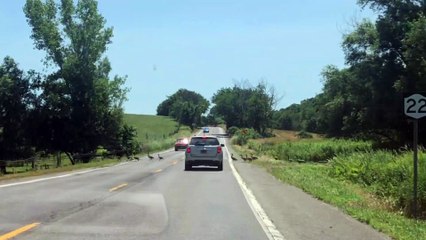 Large Gaggle of Geese Crosses Road