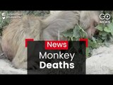 Over 100 Monkeys Dead