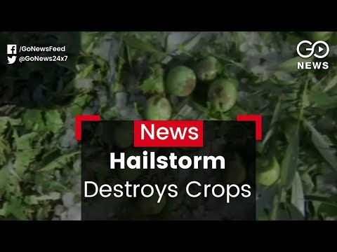 Hailstorm Destroys Crops