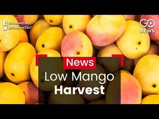 No Sweet Harvest For Mangoes