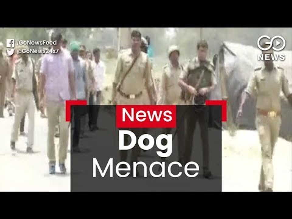 Dogs Terrorise Sitapur