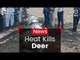 Heat Kills Deer