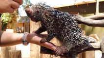 Meet BeBop the Prehensile-Tailed Porcupine from Wildlife World Zoo