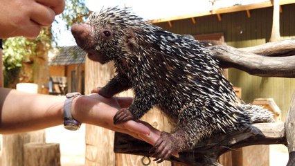 Meet BeBop the Prehensile-Tailed Porcupine from Wildlife World Zoo