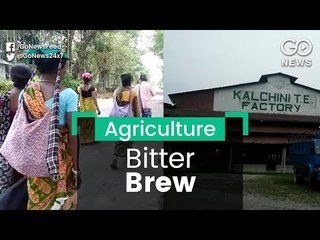 Bitter Struggle For Tea Workers