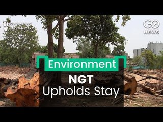 NGT Stays Tree Felling
