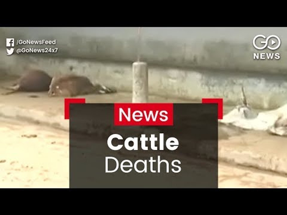MP Cattle Deaths