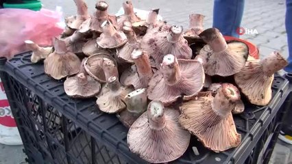 Çıntar sezonu 20 TL'den açıldı