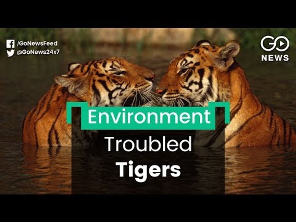 Infra Projects Threaten Tigers