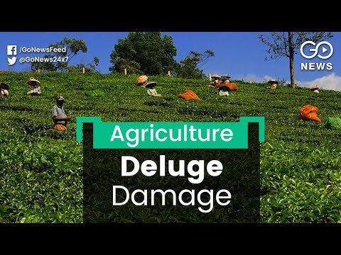 Heavy Loss To Kerala Plantations