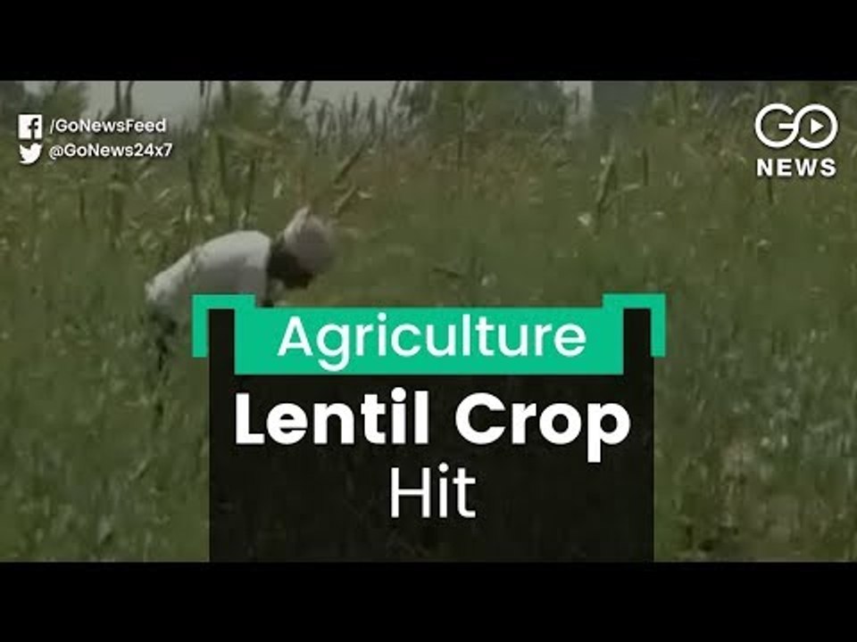 Karnataka Lentil Crop Hit