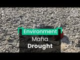 Maha Drought